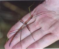 Image of: Diapheromera femorata (common walkingstick)
