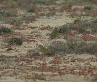 Neophema petrophila - Rock Parrot