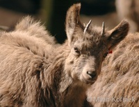 Capra sibirica - Siberian Ibex