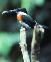 Image of: Chloroceryle americana (green kingfisher)