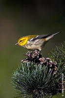 Image of: Dendroica virens (black-throated green warbler)