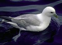 Image of: Fulmarus glacialis (northern fulmar)