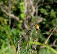 Image of: Merops pusillus (little bee-eater)