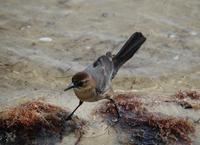 Image of: Quiscalus major (boat-tailed grackle)