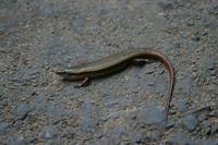Eutropis carinata lankae