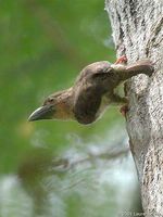 Brown Barbet - Calorhamphus fuliginosus