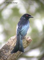 Wallacean Drongo - Dicrurus densus