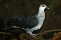 White headed Pigeon