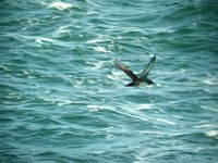 Balearic Shearwater - Puffinus mauretanicus