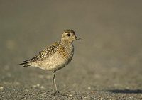 Pacific Golden-Plover (Pluvialis fulva) photo