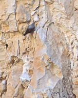 Wallcreeper (Tichodroma muraria) photo