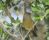 New Zealand Bellbird (Anthornis melanura) photo