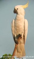 Sulphur-crested Cockatoo - Cacatua galerita