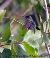 Antillean Crested Hummingbird - Orthorhyncus cristatus