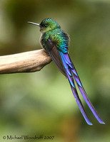 Violet-tailed Sylph - Aglaiocercus coelestis