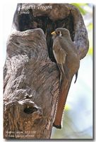 Elegant Trogon - Trogon elegans