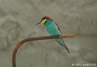 European Bee-eater - Merops apiaster