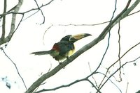 Lettered Aracari - Pteroglossus inscriptus