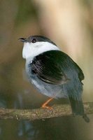 White-bearded Manakin - Manacus manacus