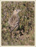 Sprague's Pipit - Anthus spragueii