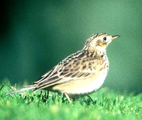 Sprague's Pipit - Anthus spragueii