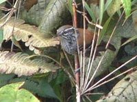 Bar-winged Wood-Wren - Henicorhina leucoptera