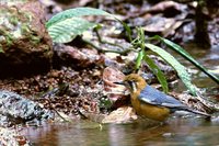 Orange-headed Thrush - Zoothera citrina