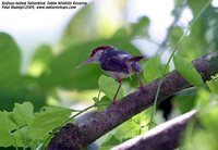 Rufous-tailed Tailorbird - Orthotomus sericeus