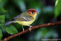 Yellow-breasted Warbler - Seicercus montis