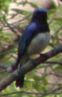 Blue-and-white Flycatcher - Cyanoptila cyanomelana