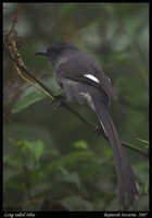 Long-tailed Sibia - Heterophasia picaoides