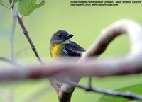 Yellow-rumped Flowerpecker - Prionochilus xanthopygius