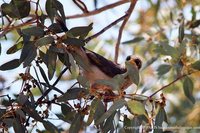 Yellow-throated Miner - Manorina flavigula