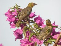 Village Weaver - Ploceus cucullatus