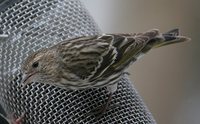 Pine Siskin - Carduelis pinus