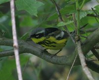 Magnolia Warbler - Dendroica magnolia