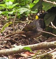 White-eared Ground-Sparrow - Melozone leucotis