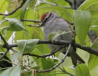 Chipping Sparrow - Spizella passerina