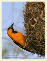 Altamira Oriole - Icterus gularis