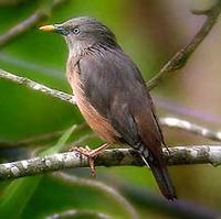 Malabar Mynah