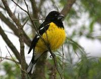 * Black Back Grosbeak