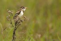 *NEW* Strange-tailed Tyrant (female)