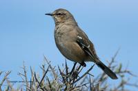*NEW* Patagonian Mockingbird