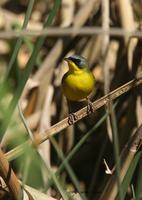 *NEW* Masked Yellowthroat - male