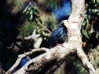 White-headed Woodhoopoe (Phoeniculus bollei)