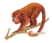 Barbado, guariba(Alouatta fusca): É mamífero,