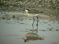 Kittlitz's Plover (Kittlitzstrandpipare) - Charadrius pecuarius