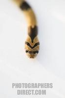 common kukri snake in morning light stock photo