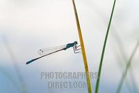 Blue tailed Damselfly ( ischnura elegans ) on a blade of reed stock photo