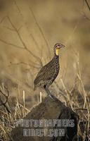 Yellow necked spurfowl , pternistes leucoscepus , Meru National Park , Kenya stock photo